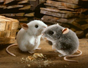 Kösen Mäuse "Pieps" und "Pops" 
