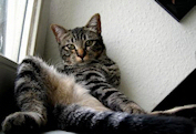 coole Katze / Lustich.de